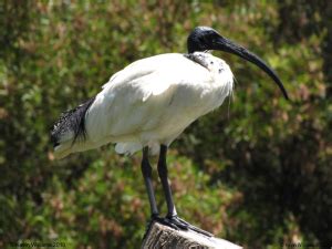 Australian White Ibis - Birds SA