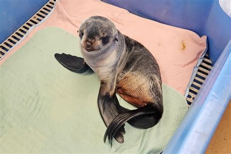 Northern fur seal pup showing signs of recovery - My Campbell River Now