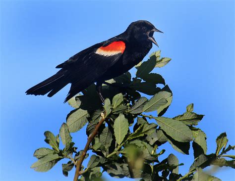 Migrating Blackbirds: Signs of Spring – The WEIRS TIMES