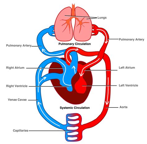 The Circulatory System The Anatomy Of The Circulatory System The ...