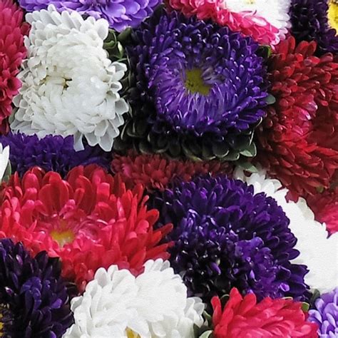 Big Chrysanthemum Mixed Colors 100 Seeds