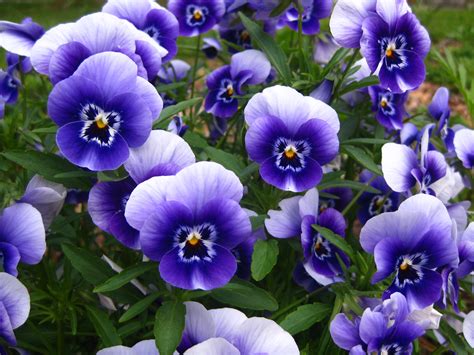 Free Images : flower, blue, garden, flora, eye, viola, pansies, pansy ...