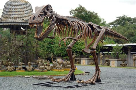 T-Rex Skeleton