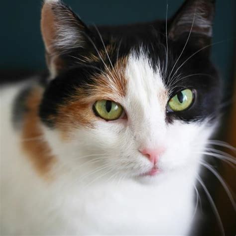 Why Are Calico and Tortoiseshell Cats Female?