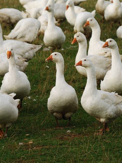 Flock of Geese Symbolism: Spiritual Meanings of Animal | Sarah Scoop