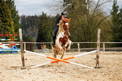 Free photo: Horse, Jump, Obstacle, Jockey - Free Image on Pixabay - 1169871