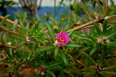 Nyctaginaceae four o clock flower - PixaHive