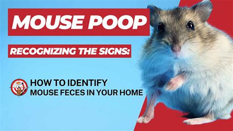 Recognizing the Signs: How to Identify Mouse Poop in Your House - Mice Hunters