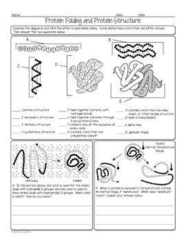 FREE Protein Structure Biochemistry Homework Page | Science teaching ...