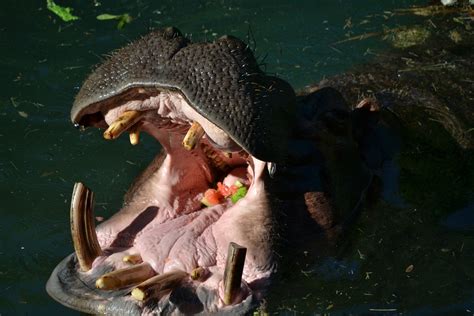 Hippo Eating Watermelon | Hippo eating, Eating watermelon, Watermelon