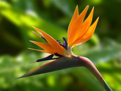 How to Care for Bird of Paradise Plants (Growing Guide) | Garden Design