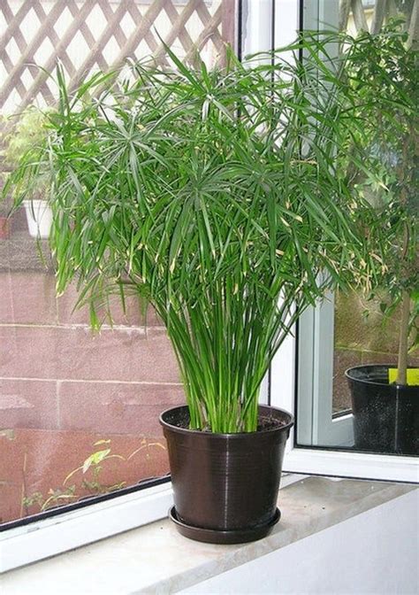 Umbrella Papyrus , Umbrella Palm Seed, (Cyperus Alternifolius ...