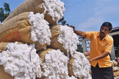 India’s cotton output revised down to 348.13 lakh bales - The Hindu ...