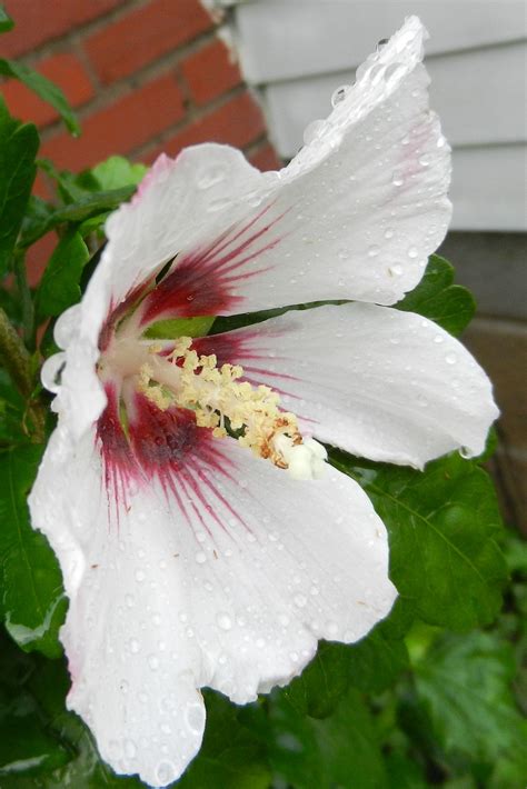 White Rose of Sharon | Plant leaves, Rose of sharon, White roses