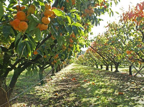 6 Easy Steps to Planning a Homestead Orchard