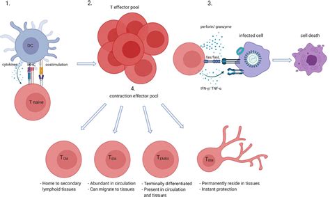 Frontiers | CD8+ T Cells in GCA and GPA: Bystanders or Active Contributors?