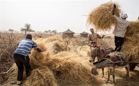 galleria niger AAD | Action Against Desertification | Food and ...