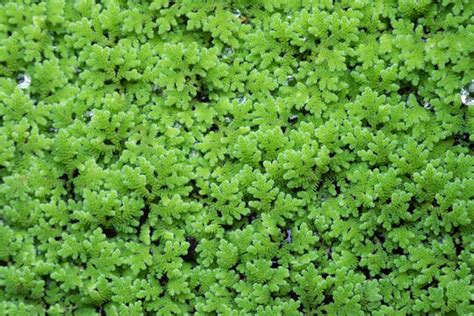 "Azolla Pinnata" Images – Browse 98 Stock Photos, Vectors, and Video ...