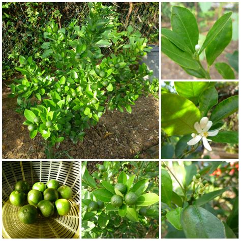 Yin's homemade 盈盈巧手: Calamansi Sour Plum Juice 桔子酸梅汁