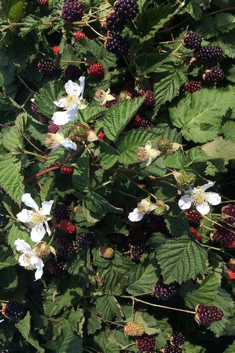 How to Grow Boysenberries | Gardener’s Path