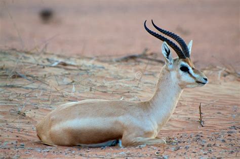 Arabian gazelle stock photo. Image of horn, landscape - 26678954