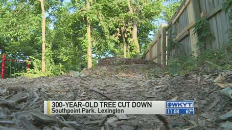 300-year-old tree cut down - YouTube