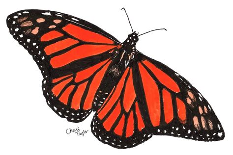 "Orange Monarch Butterfly" by Cherie Taylor | Redbubble