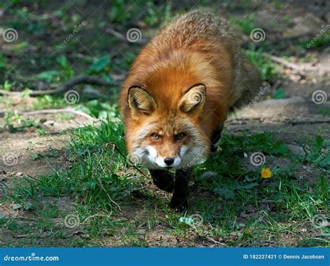 Red fox Vulpes vulpes stock image. Image of habitat - 182227421