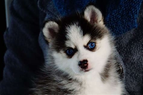 Pomsky Puppies For Sale | Columbus, OH #272844 | Petzlover