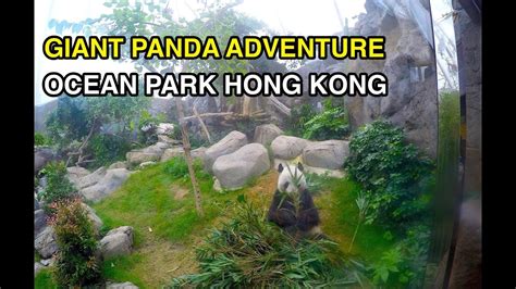 [4K] Giant Panda Adventure : Ocean Park HONG KONG - YouTube