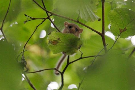 dormice-reintroductions-PTES-hazel-dormouse-conservation - People's Trust for Endangered Species