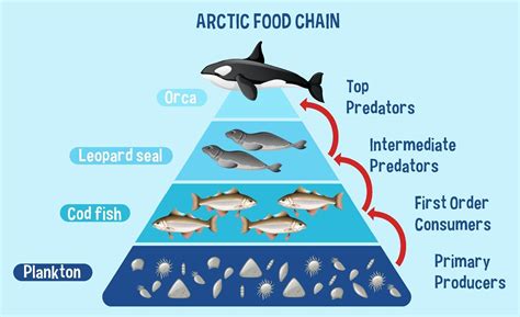 Ocean Food Chain Diagram