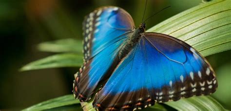 Blue Morpho Butterfly Predators Archives - News Bugz