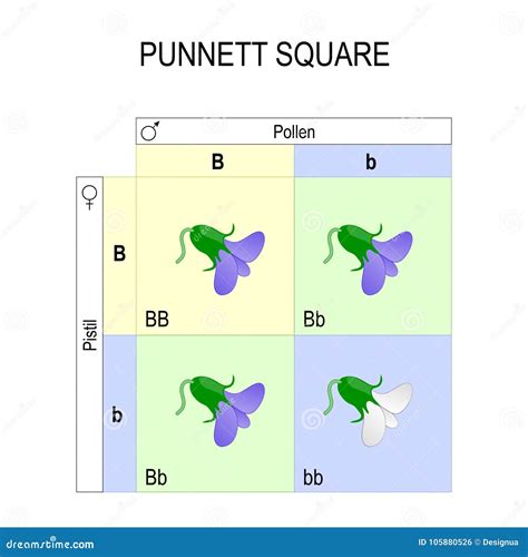 Cuadrado De Punnett Genética Ilustración del Vector - Ilustración de dominante, surtido: 105880526