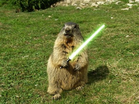 Create meme "Beaver Yoda (Beaver Yoda , marmot , beaver )" - Pictures ...