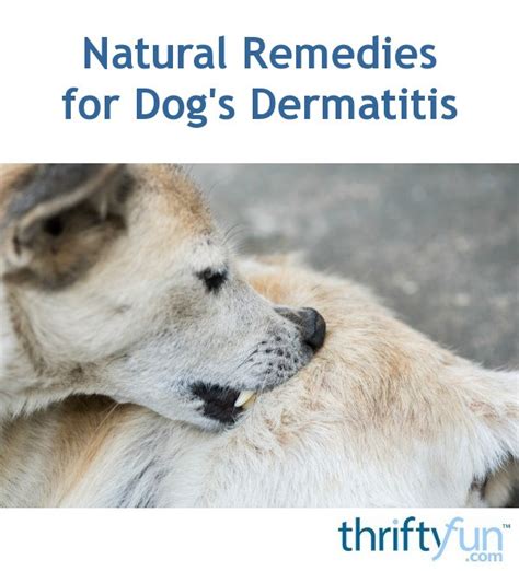 Natural Remedies for Dog's Dermatitis | ThriftyFun