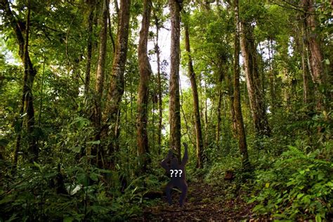 Orang Pendek: A Cryptozoological Animal in the Sumatran Wilderness ...