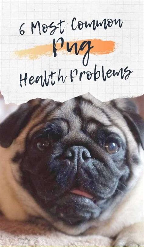 6 Most Common Pug Health Problems - Dogalyo