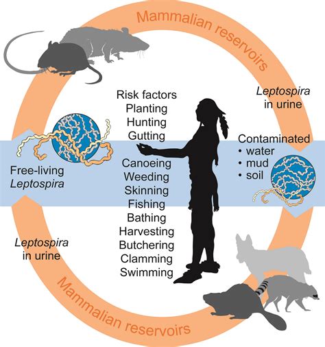 Leptospirosis. Causes, symptoms, treatment Leptospirosis