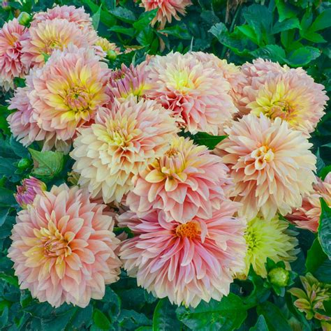 Shop Garden Desire Dahlia Online | Dahlia Bulbs | Breck's