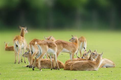 Kafue Flats Lechwe - Animals Free Stock Photo - Public Domain Pictures