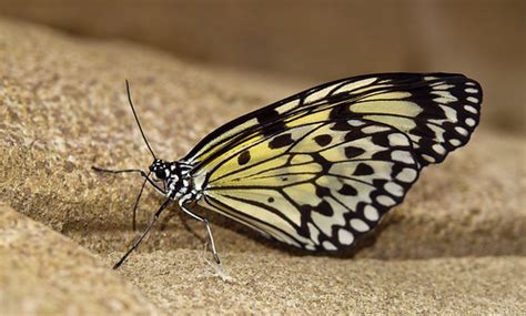 A Tree Nymph or Paper Kite butterfly (Idea leuconoe) at Wi… | Flickr