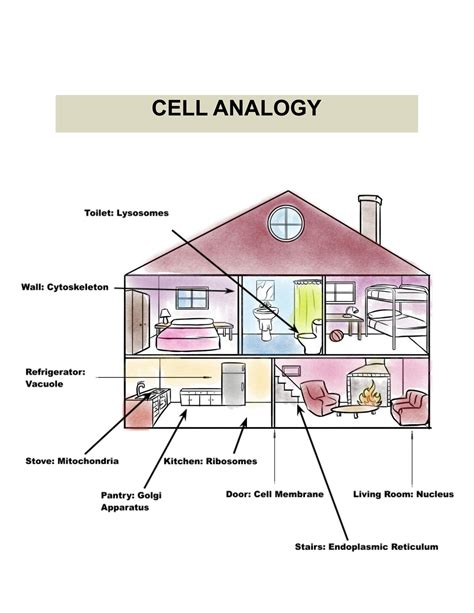 NYLearns.org - Cell Works by St. Lawrence-Lewis BOCES - Worksheets Library