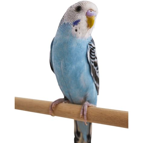 Blue Parakeets for Sale | Melopsittacus undulatus | Petco