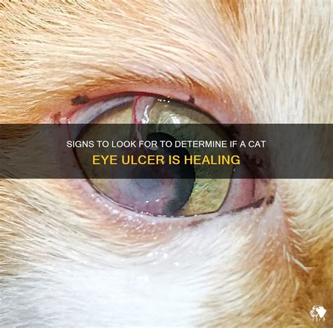 Signs To Look For To Determine If A Cat Eye Ulcer Is Healing | PetShun