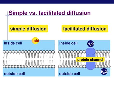 Illustration Of Simple Diffusion