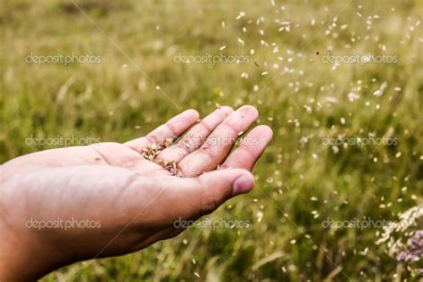 Spreading Seeds — Stock Photo © juvelez #18187063