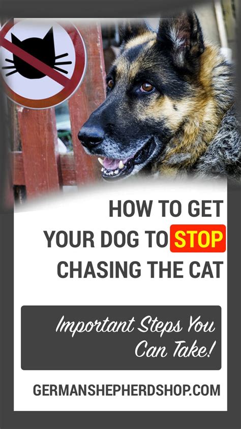 How To Get Your Dog To Stop Chasing The Cat | German shepherd, Black ...