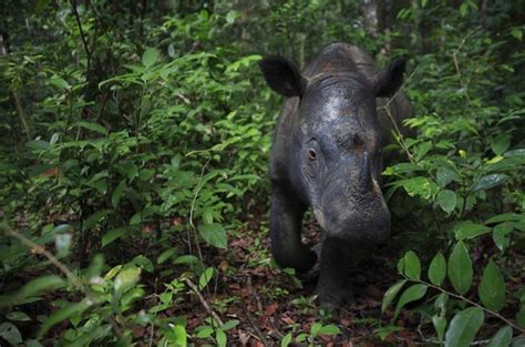 Sumatran Rhino | Species | Save the Rhino International