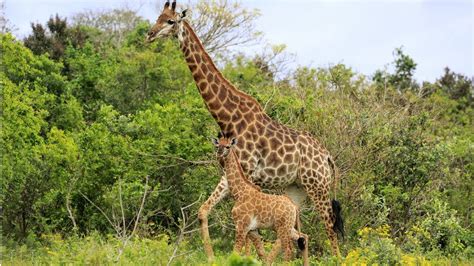 South African Giraffe